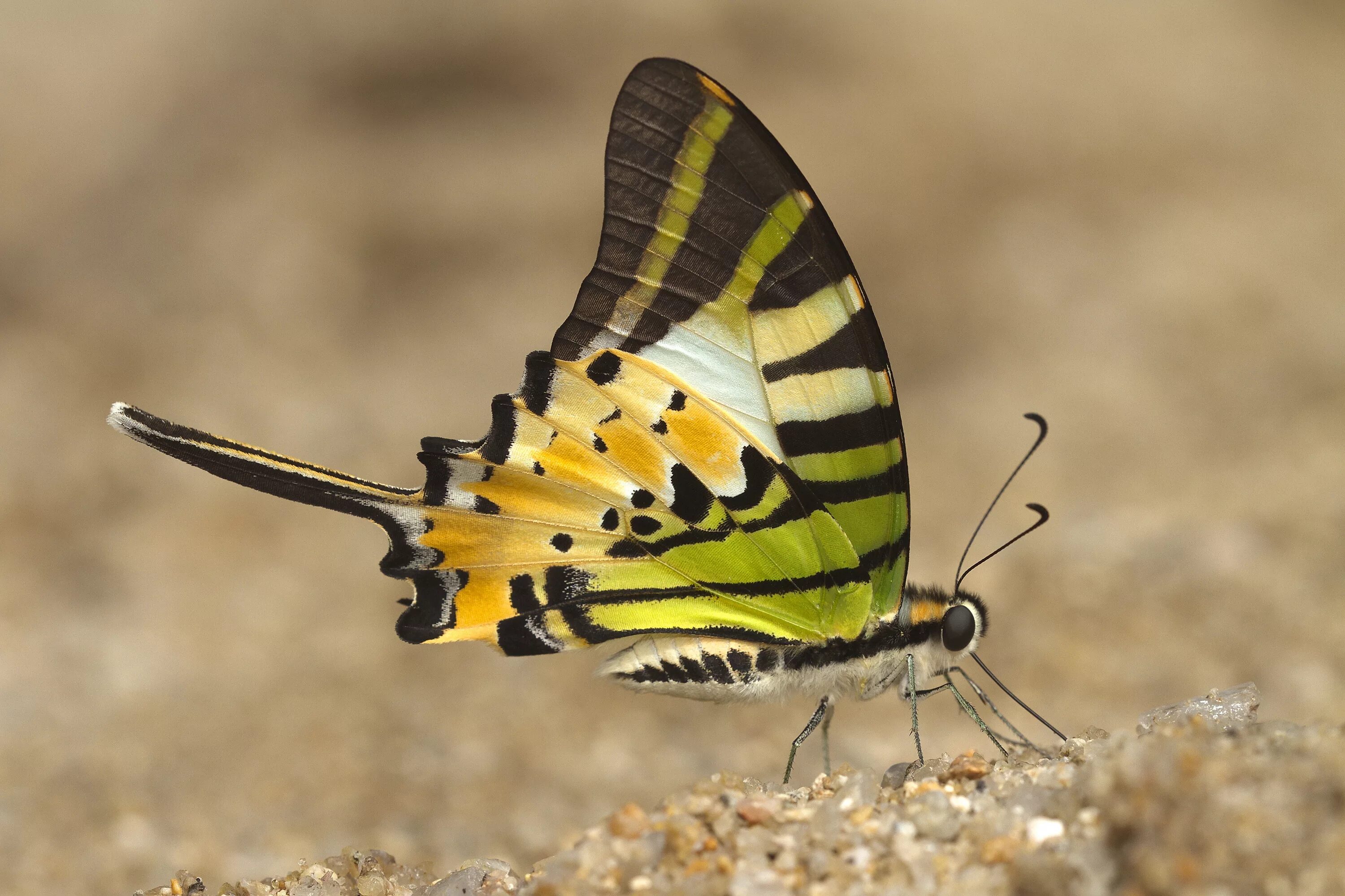 Класс насекомые бабочки. Чешуекрылые бабочки. Lepidoptera - чешуекрылые. Чешуекрылые или бабочки Lepidoptera. Отряды насекомых чешуекрылые.