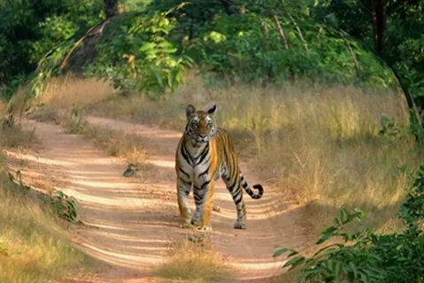 Wildlife tour