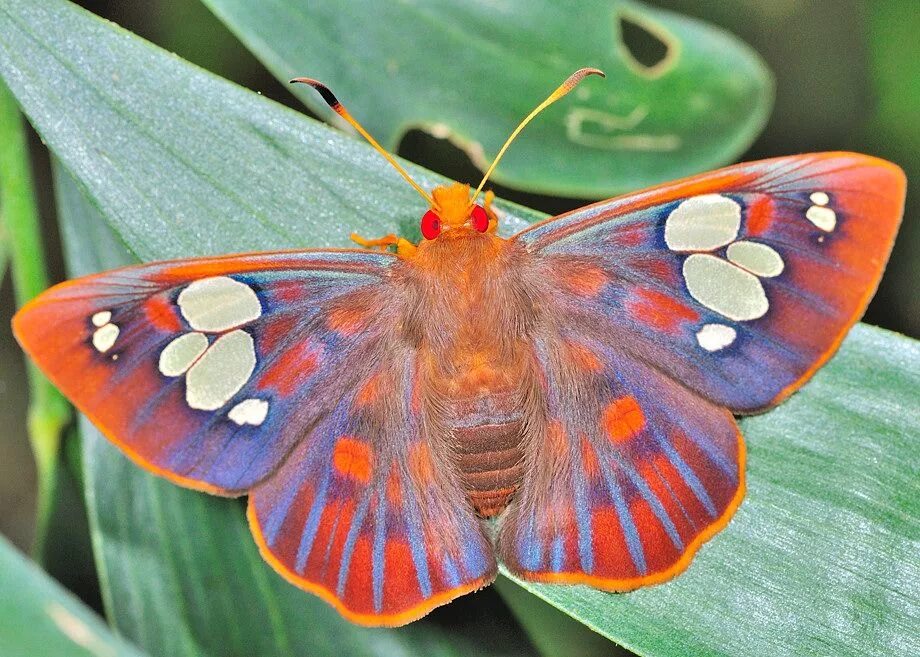 Название самых красивых бабочек. Бабочка омурасаки. Эпикопея бабочка. Бабочка Зорянка. Необычные бабочки.