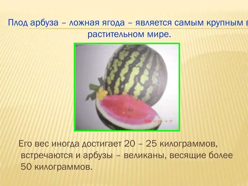 Арбуз плод Тыквина. Арбуз это Тыквина. Арбуз это ягода или овощ. Арбуз вид плода. Арбуз прилагательное