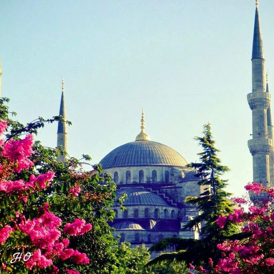 Мечеть с 6 минаретами в Стамбуле. Цветущая Турция.Босфор. Стамбул мечеть Магнолия. Мечеть с цветами.
