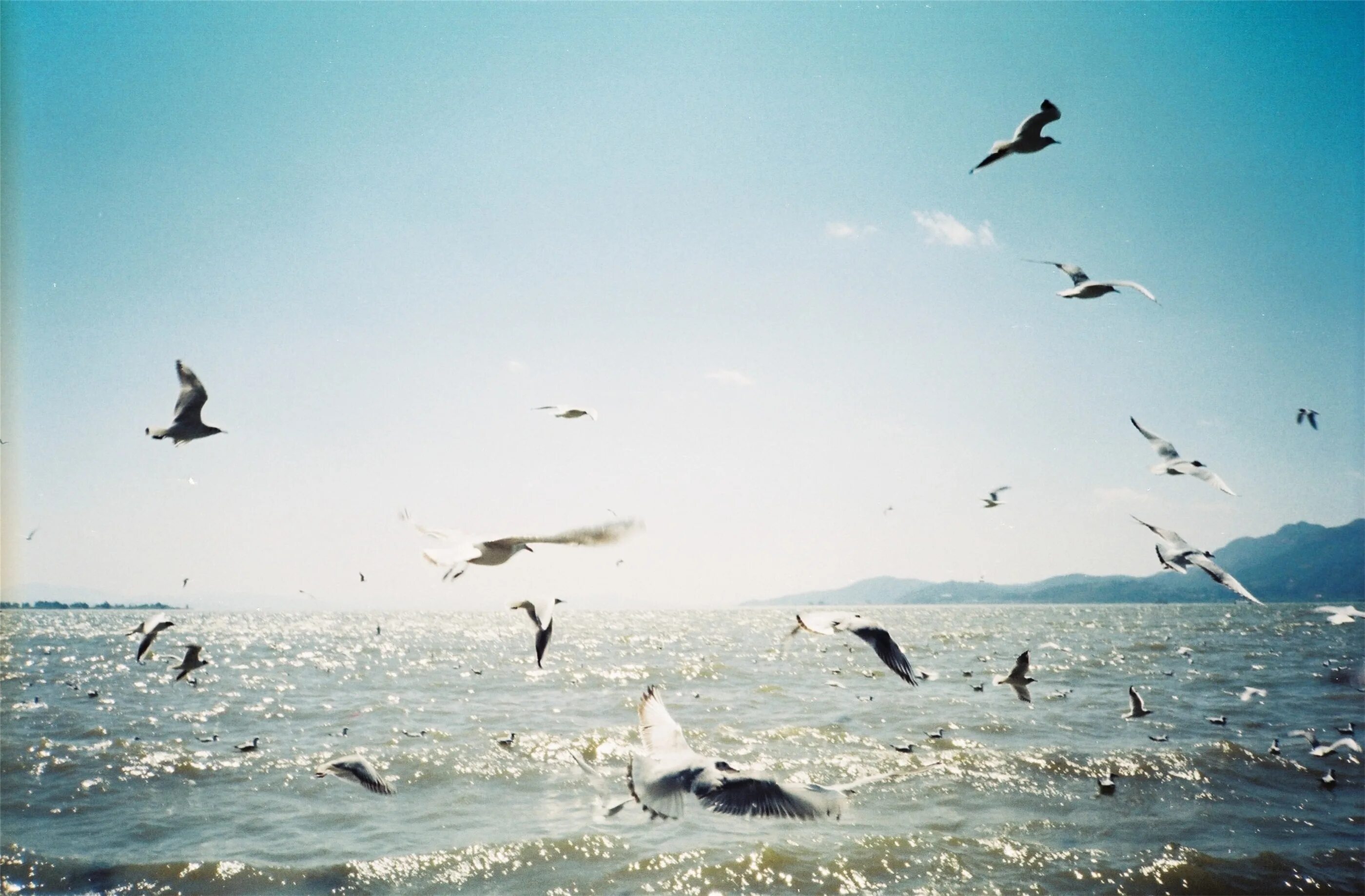 Free Images : beach, sea, coast, water, nature, ocean, bird, shore, coastline, b