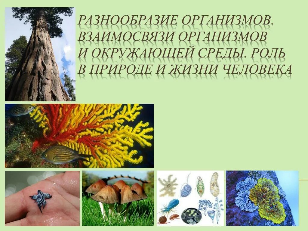 Многообразие живых организмов является результатом. Разнообразие организмов. многообразие живых организмов. организмы в природе. живые организмы в жизни человека.