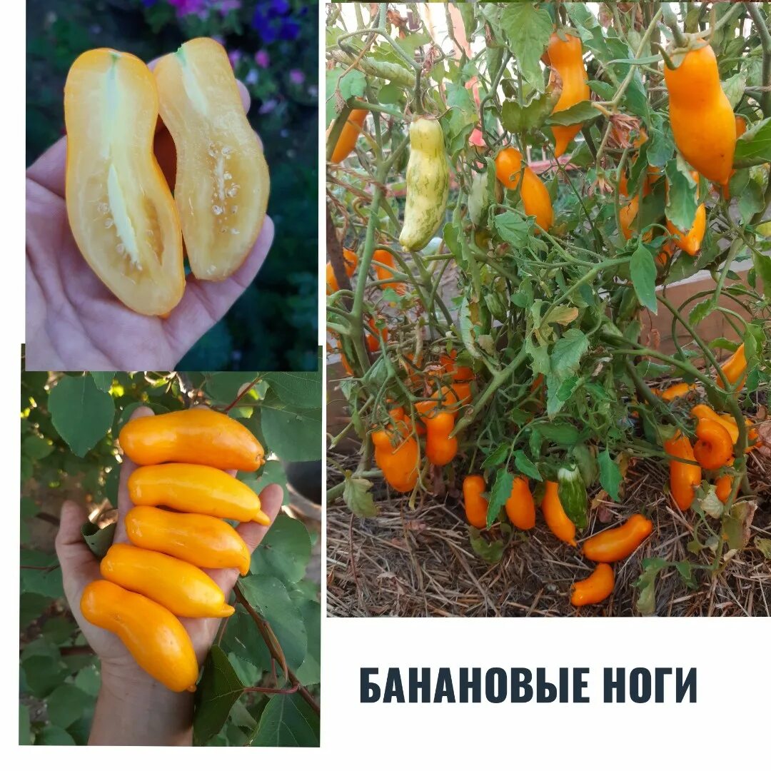 Сорт банановые ноги. Семена томат банановые ноги. семена помидор банановые ноги. томат ультраранний банановые ноги. томаты сорт банан.