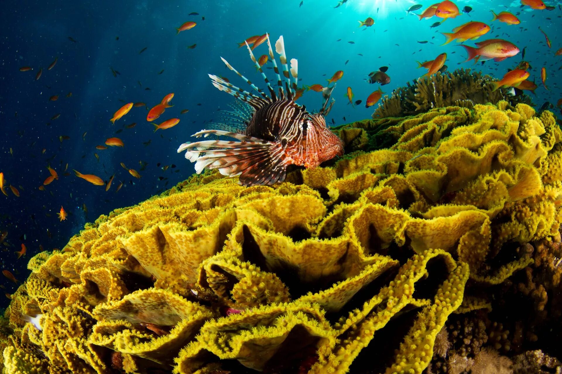 Коралловый риф 4. Рифы в океане. Коралловые рифы красного моря. Подводный риф риф. Обитатели коралловых рифов красного моря.