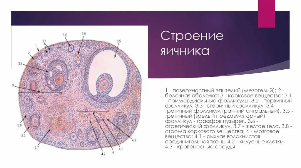 3 5 фолликулов в яичнике. Строение фолликула яичника гистология. Строение фолликула гистология. Строма яичника анатомия. Зернистый слой фолликула яичника.