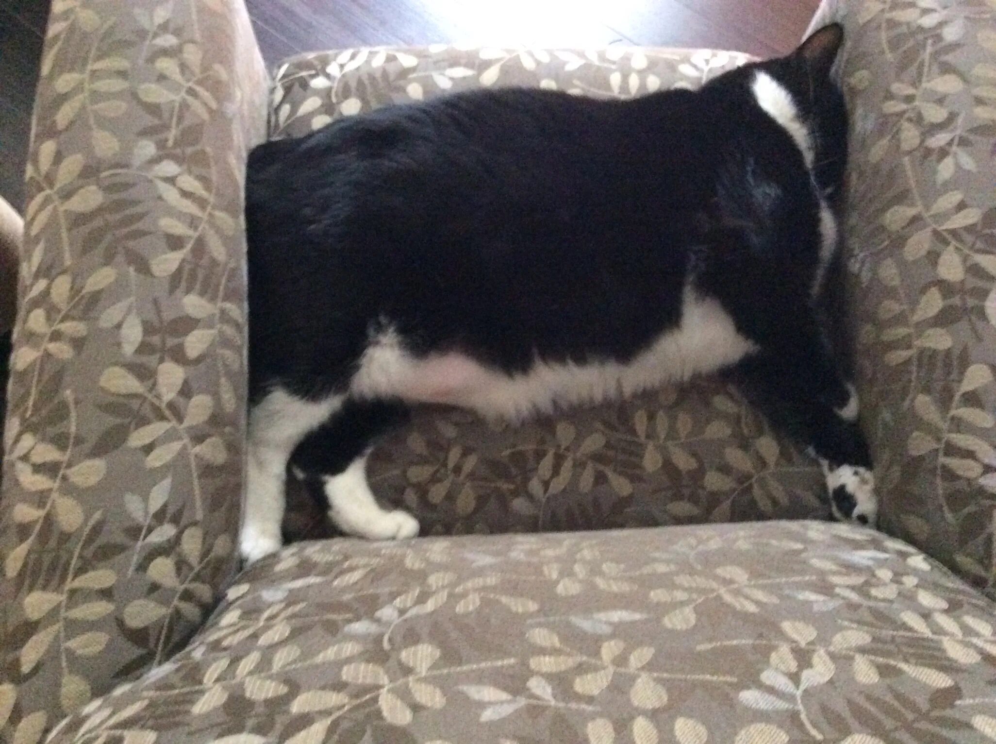 Cat doesn t. Кот between the Armchairs. The Cat Fits too.