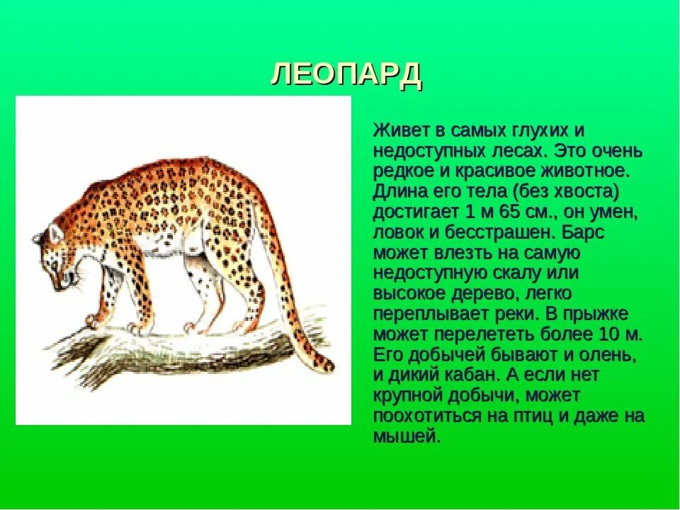 Сообщение о животном краснодарского края. Сообщение о животном из красной книги краснодарского края. животное занесенное в красную книгу краснодарского края. животные краснодарского края занесенные в красную книгу для 3. доклад о животных с красной книги краснодарский край.