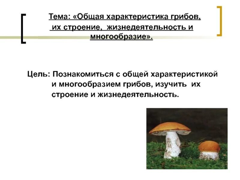 Характеристика грибов. Общая хар ка грибов. Грибы характеристика. Грибы (характеристика грибов). Характеристика грибов неограниченный рост активный образ жизни