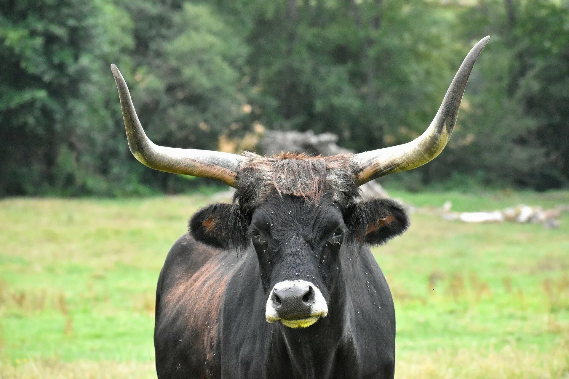 Бык ватусси. Красивый бык. Рога коровы.