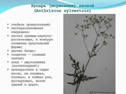 Жизненная форма тип соцветия листорасположение