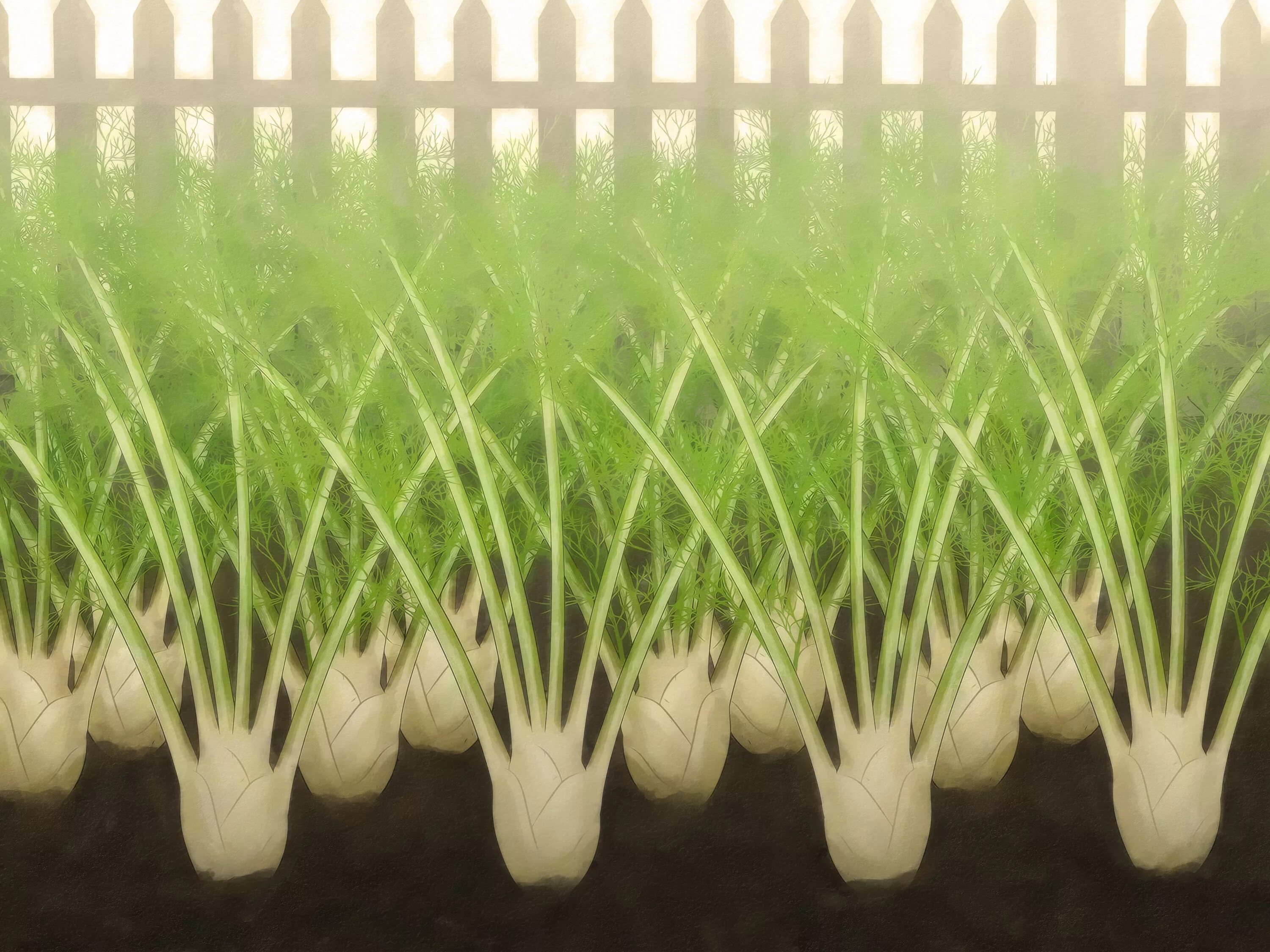 Как вырастить фенхель. Фенхель посев. Фенхель дикий. Тархун и фенхель. Фенхель растение.