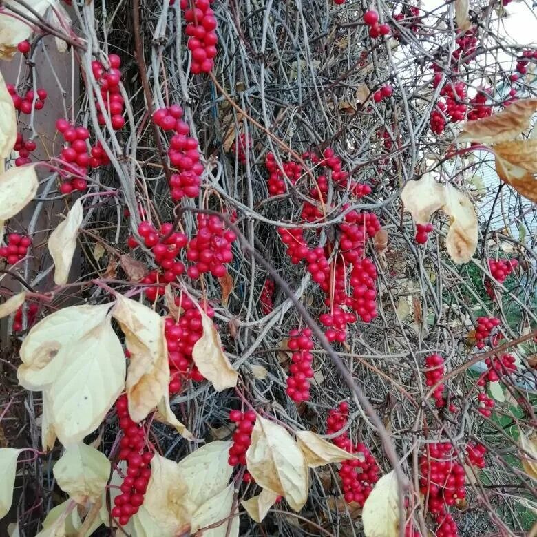 Лимонник в уссурийской тайге. Лимонник амурский. Варенье из лимонника дальневосточного. Лимонник зимой. Ягоды лимонника варенье.