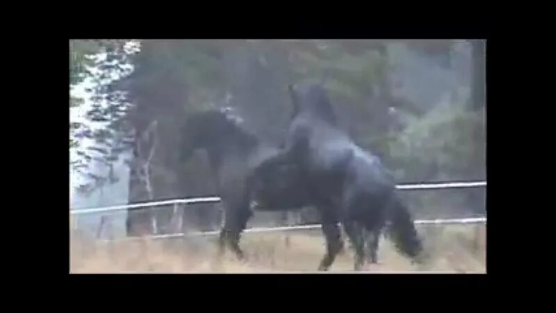 Видео фризов. Фризский жеребец на турнире. Afke stal orengerg фриз кобыла. Фризы на видео с Путиным.