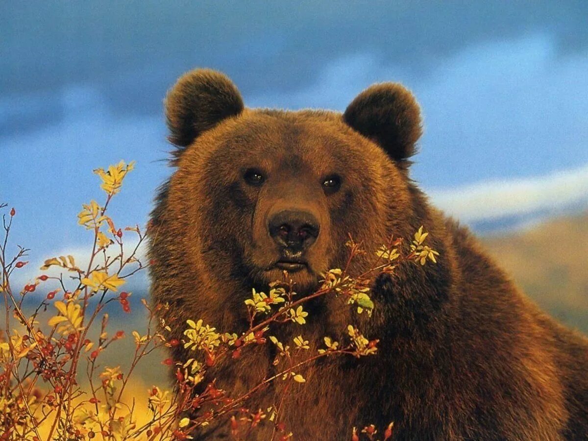 Pin de Слава em Tattoo Urso pardo, Urso marrom, Ursos