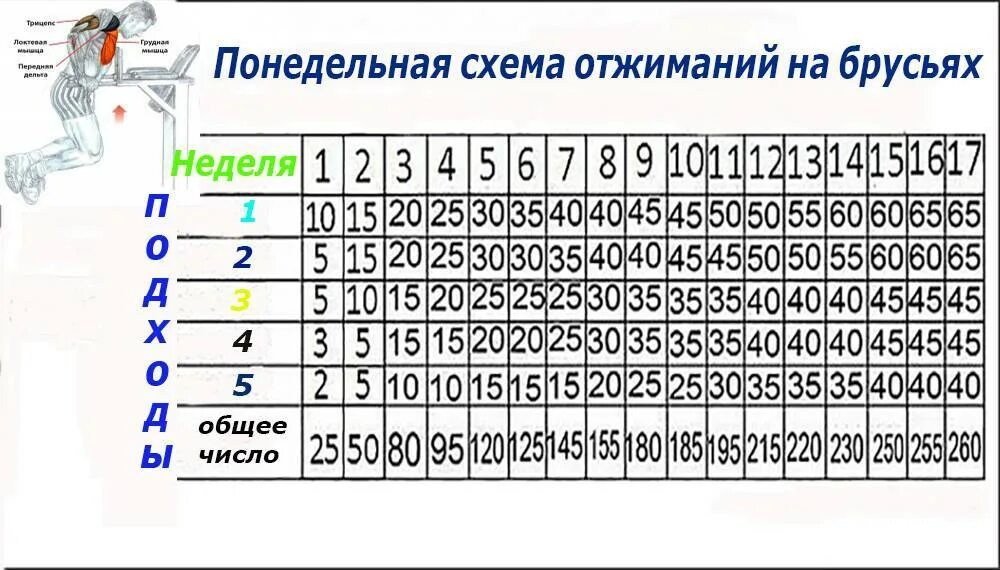 Количество отжиманий от пола. Отжимания на брусьях программа 30 недель. Программа тренировок на брусьях для начинающих. Отжимания на брусьях план тренировок. Схема отжиманий на брусьях для роста мышц.