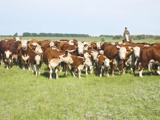 алтайские коровы. крс алтайский. крс мрс тыва. симментал крс. мясное скотоводство.