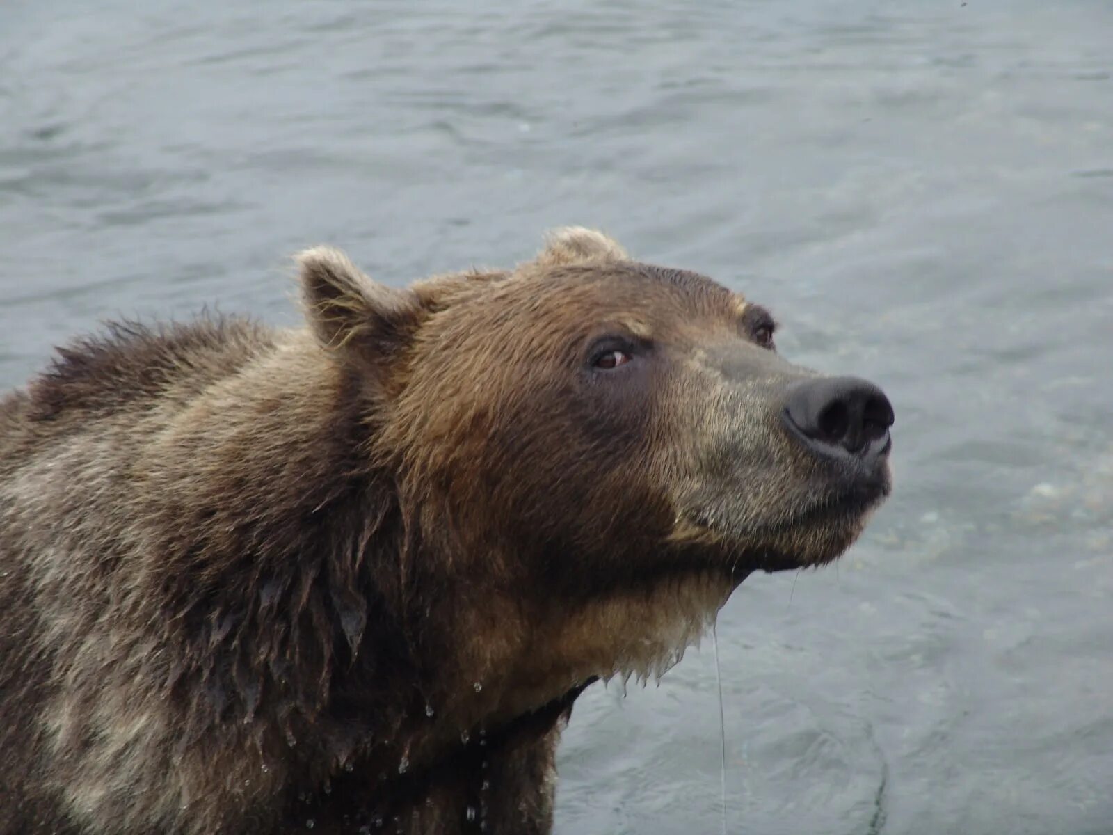 Евгений нечаев гитара. Песня мишка мишка где твоя улыбка. Мишка мишка где твоя улыбка полная. Танцующая пара. Мишка мишка где твоя улыбка.