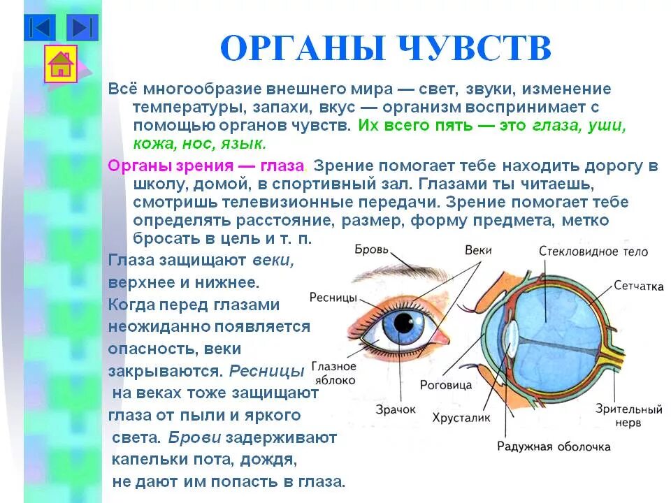 Точка лежащая зрение. Орган чувств зрение доклад. Органы чувств глаза 3 класс окружающий мир. Органы чувств человека рассказ. Органы чувств анатомия глаз.
