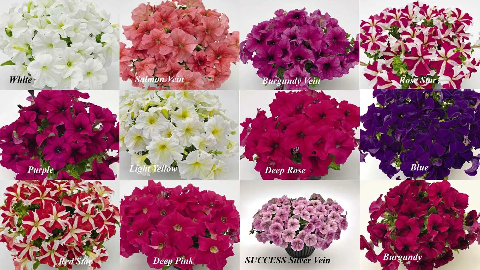 Петуния саксесс 360 роуз. Петуния ампельная саксесс. Петуния саксесс еллоу. Петуния саксесс бургунди. Петуния success burgundy.