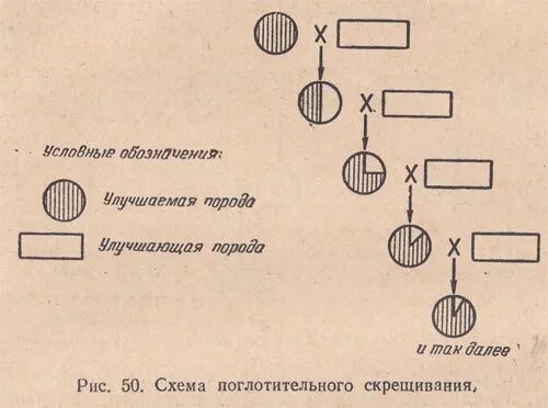 Схема поглотительного скрещивания. Воспроизводительное скрещивание в животноводстве схема. Поглотительное скрещивание коз схема. Схема промышленного скрещивания.