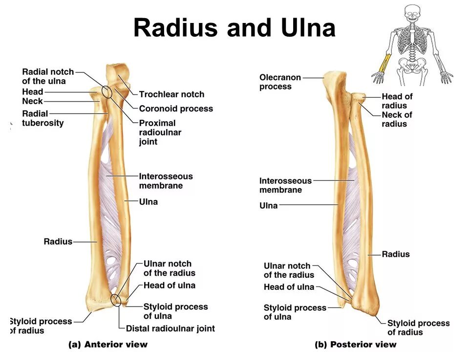 Open source radius. Radius ulna анатомия. ulna bone. radial ulna anatomy. лучевые кости предплечья.
