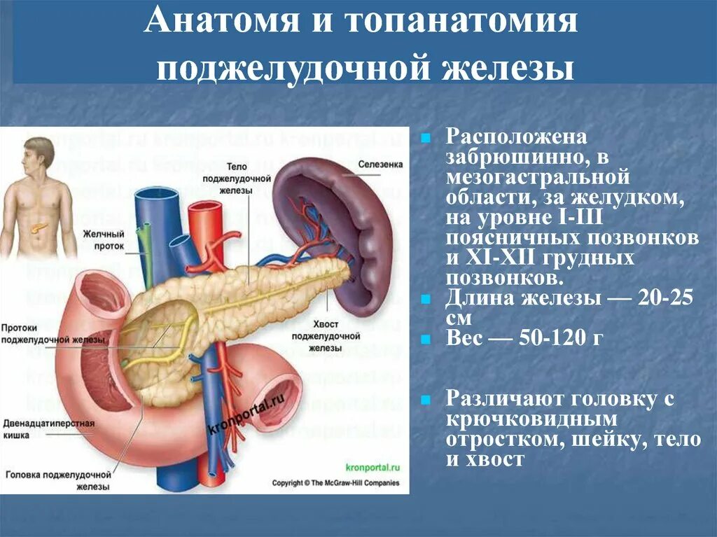 Поджелудочный желчный путь. Вирсунгов проток анатомия. Протоки поджелудочной железы. Проточки поджелудочной железы.