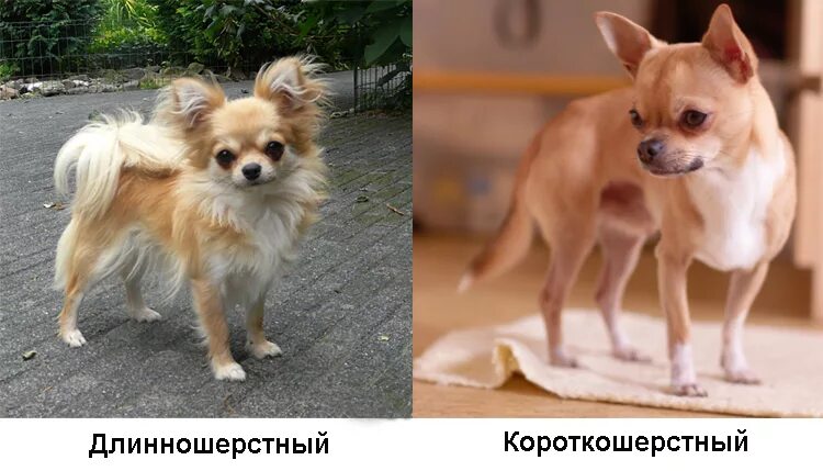 Чихуахуа длинношерстные. Чихуахуа длинношерстные стандарт породы. Чихуахуа триколор короткошерстные. Чихуахуа минусы породы. Порода собак чихуахуа плюсы и минусы.