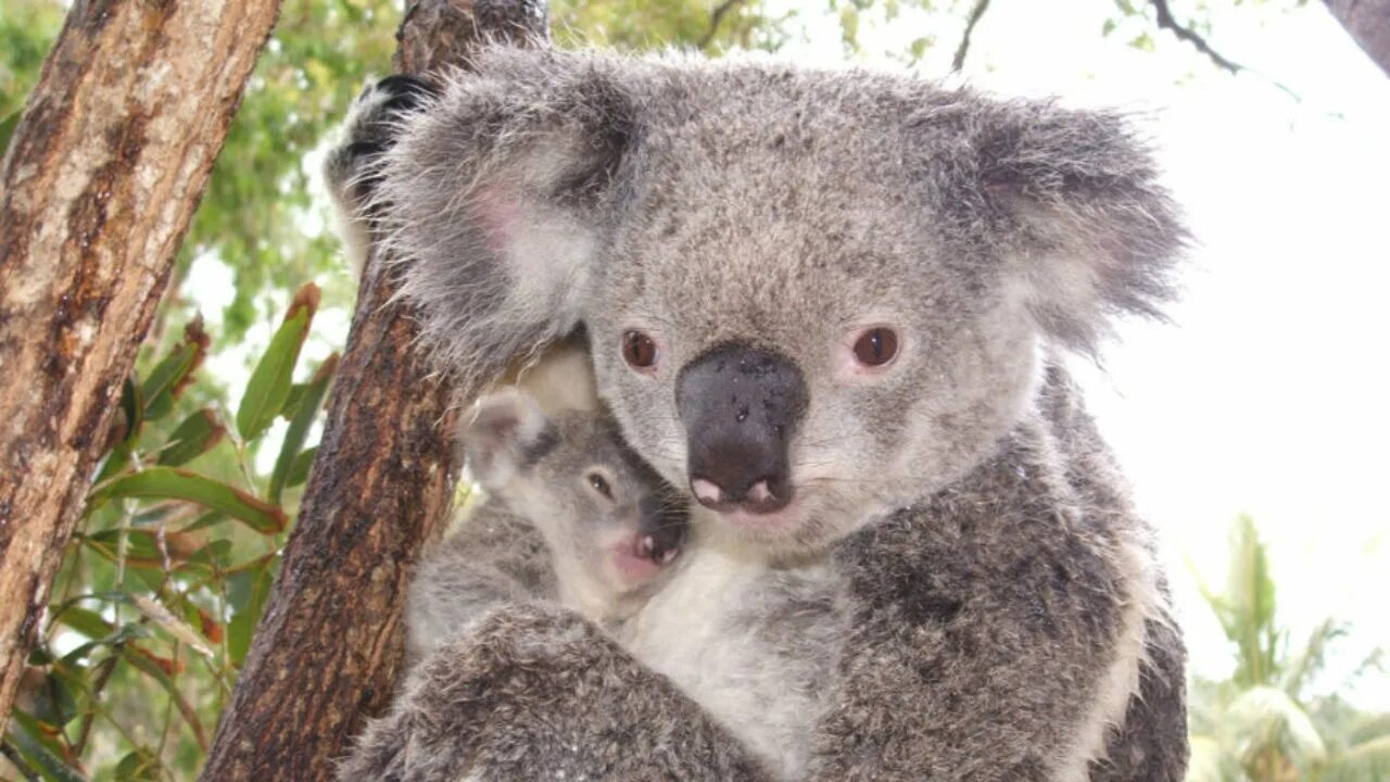 Коала относится к сумчатым. Коала сумчатое. Австралия кенгуру и коала. Вомбат и коала. Утконос ехидна вомбат коала.