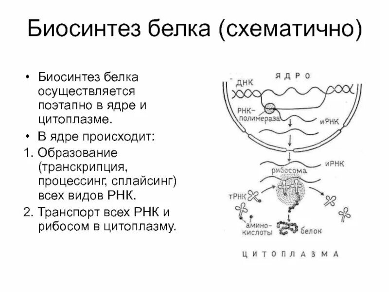 Синтез белковых молекул происходит. Трансляция Биосинтез белка кратко. Этапы трансляции биосинтеза белка. Процессы трансляции биосинтеза белка. Схема биосинтеза белка ДНК.