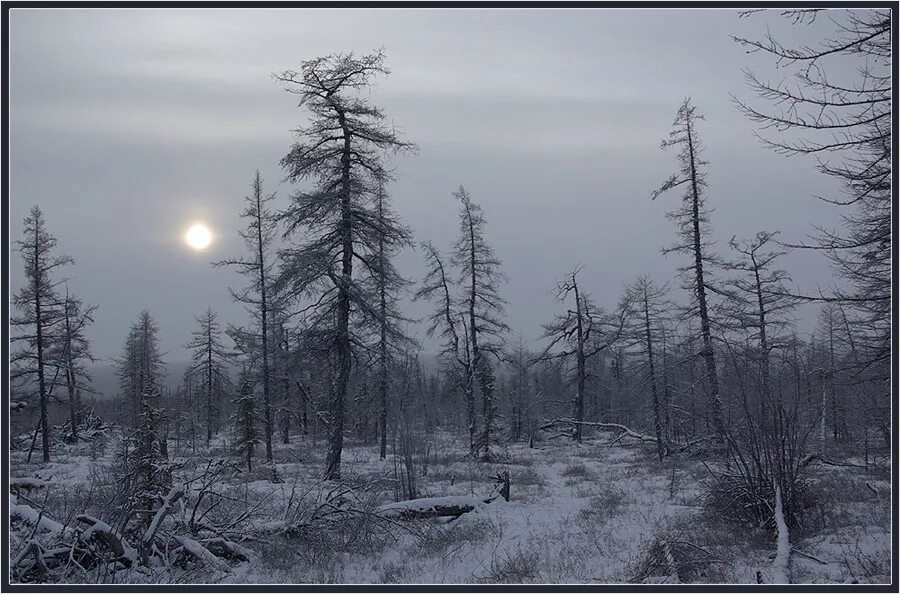 Зимний лес пасмурно. Депрессивная зима. Зима в лесу пасмурно. Зимний пасмурный день в лесу. В тайге зима холодная лето теплое