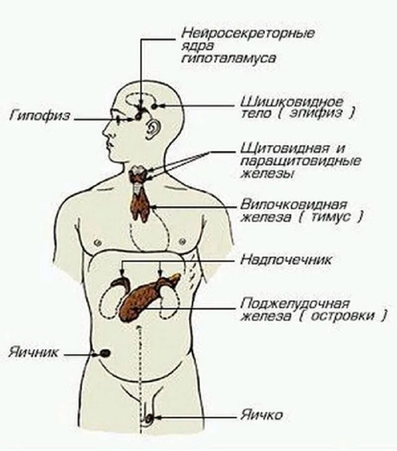 Рисунок эндокринной системы человека. Схема желез внутренней секреции человека. Схема расположения желез внутренней секреции организма. Эндокринная система железы внутренней секреции схема. Схема расположения желез внутренней секреции анатомия.