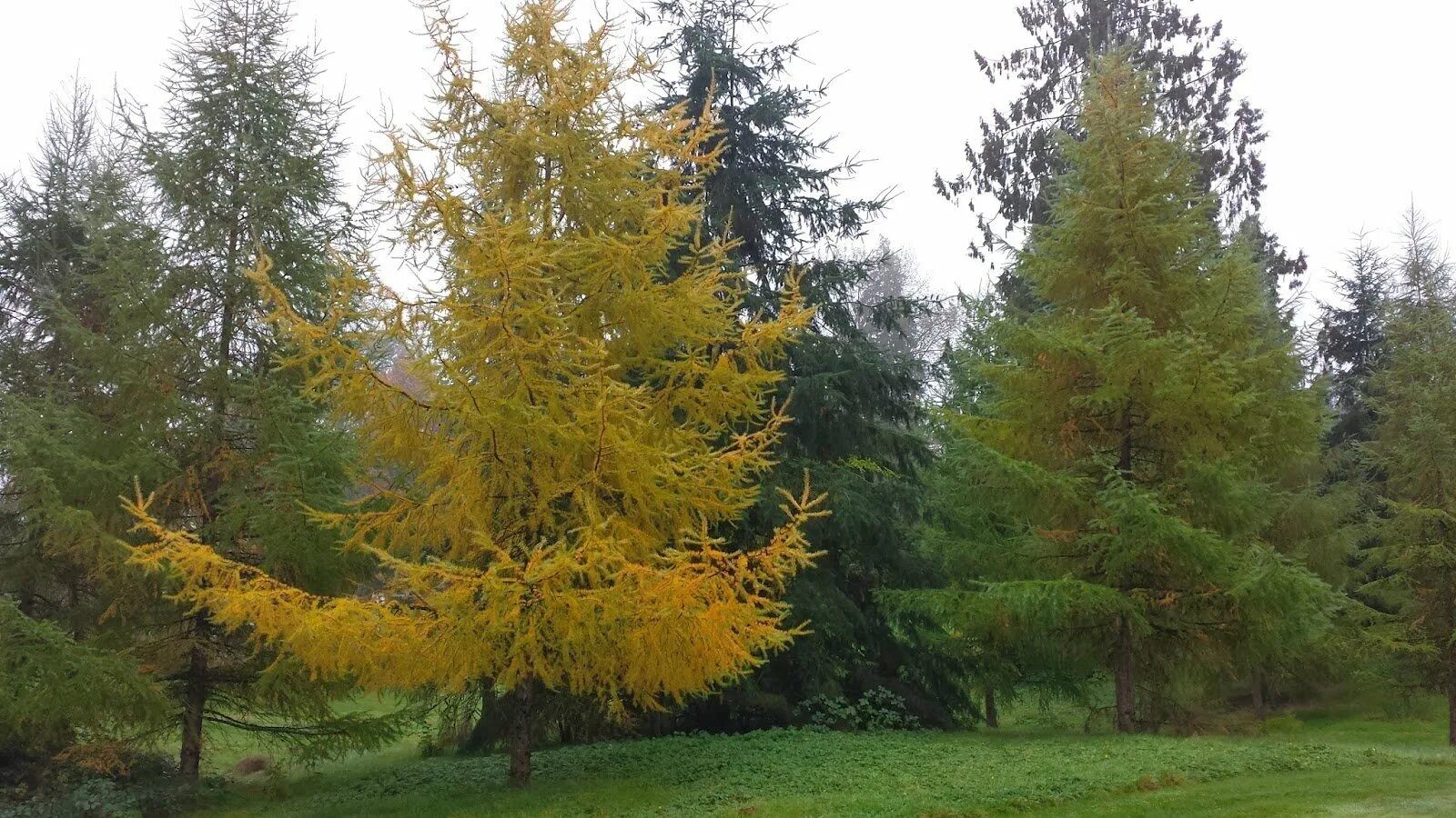 Сколько лет лиственница. Лиственница сибирская larix sibirica. лиственница западная larix occidentalis. лиственница сибирская пирамидальная. лиственница сибирская (larix sibirica ledeb.).