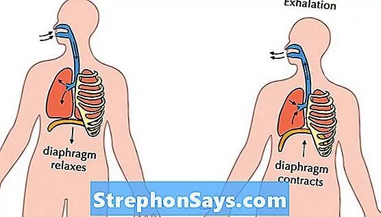 Между вдохом и выдохом текст. Exhalation.