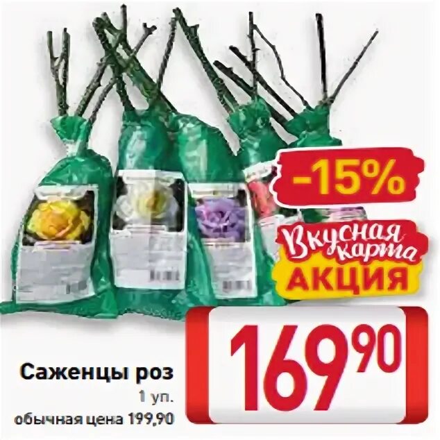 Саженцы роз в коробках. Розы по акции саженцы. Акция на саженцы роз. Саженцы в ленте. Саженцы в ленте.