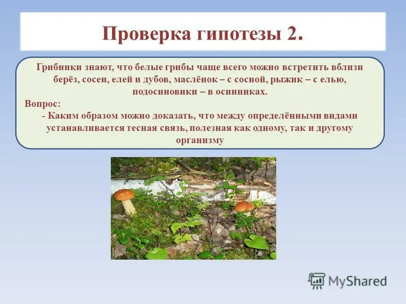 грибы среда жизни. среда обитания царства грибов. какие бывают грибы 5 класс биология.