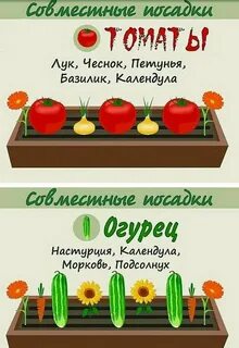 Пример совместной посадки овощей