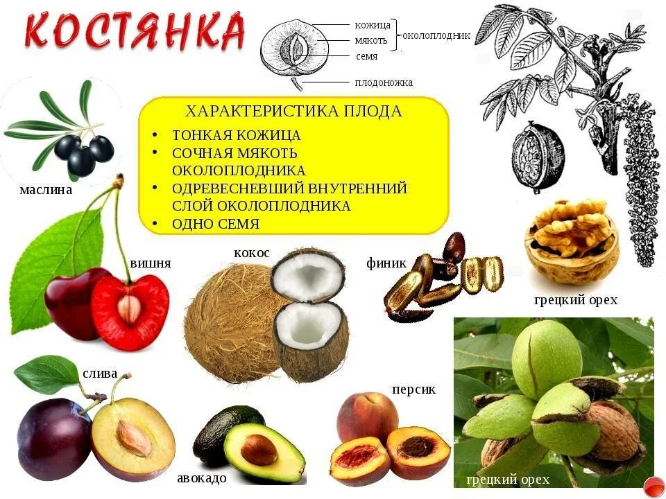 Грецкий орех плод костянка. Грецкий орех строение плода. Кокос плод костянка. Орех фундук строение плода. Околоплодник подсолнечника