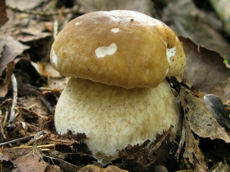 Белый гриб корень. Белый гриб берёзовый Boletus betulicola. Гриб болотник. Белый гриб Боровик березовый. Колосовики грибы.