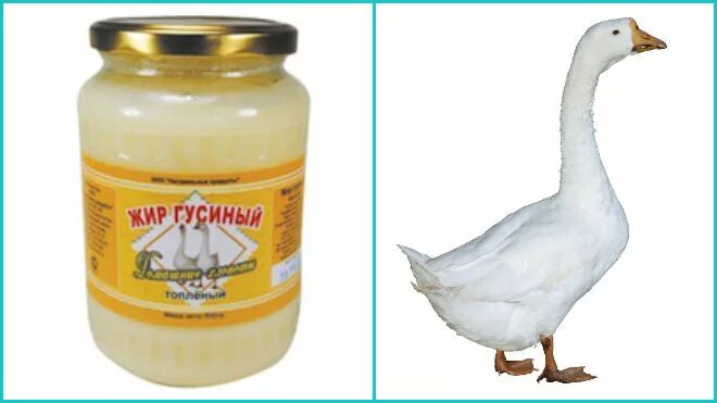 Как пишется гусиный. Гусиный жир. жир гусиный топленый.