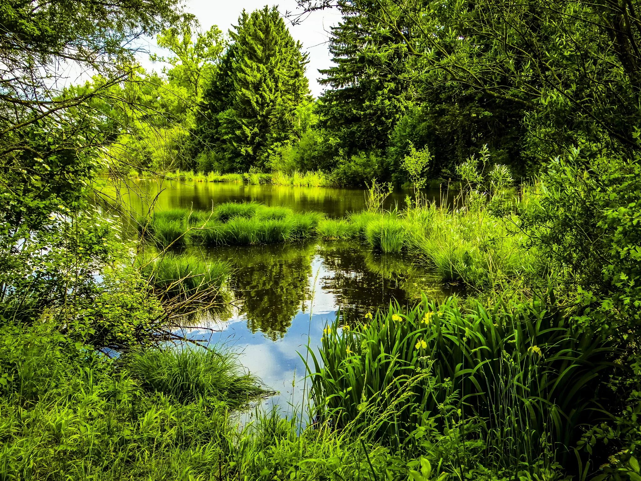 На горизонтальном водоемы. Летний лес. Природа лес река. Озеро в лесу. Пруд в лесу.