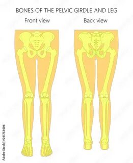 Legs and back