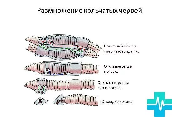 Кольчатые черви половая. Схему размножения и развития кольчатых червей. Тип кольчатые черви цикл развития. Цикл развития кольчатых червей схема. Бесполое размножение кольчатых червей.