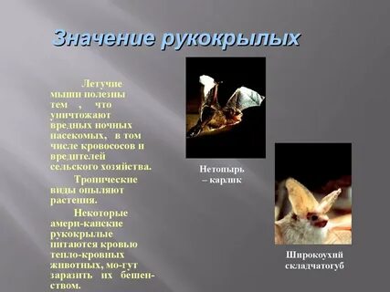 Теория рукокрылых