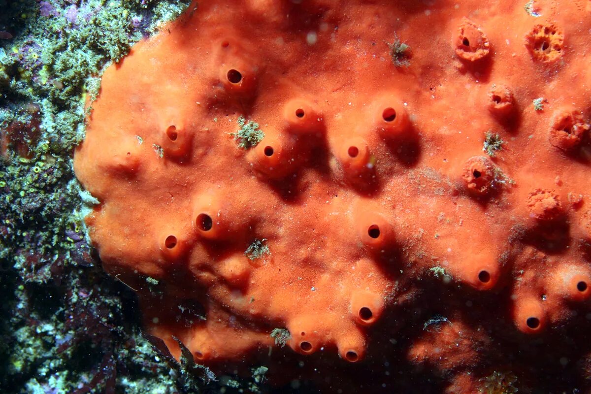 Класс обыкновенные. Demospongiae губки. губки porifera spongia. класс обыкновенные губки. морская губка.