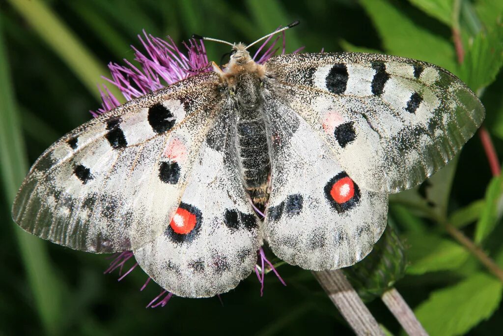 аполлон феб. аполлон феб уральский. парусник феб бабочка. аполлон обыкновенный бабочка. аполлон феб.