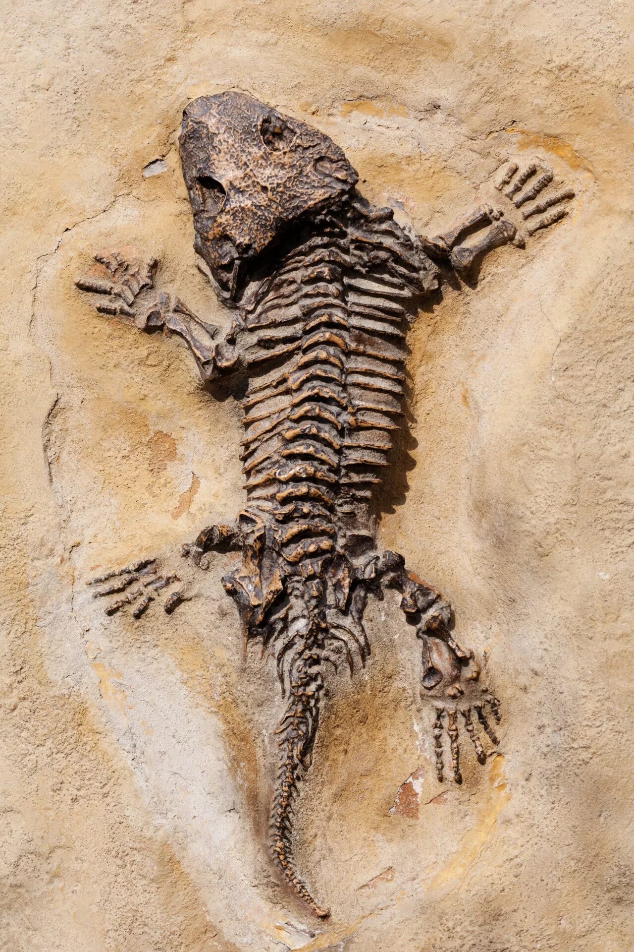 Fossil окаменелости. Ископаемые останки динозавров. Окаменелости скелета сеймурии.