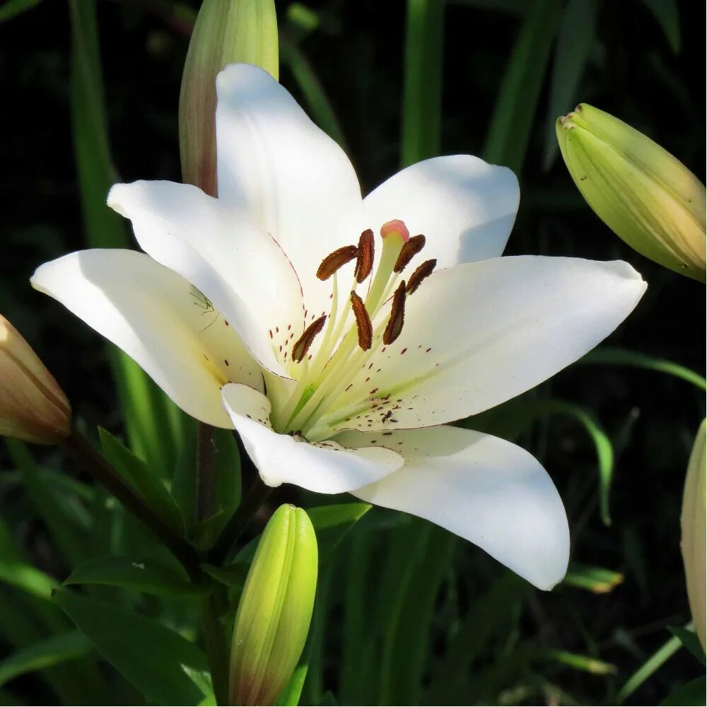 Лилия айлинер фото Lilium 'Eyeliner'. 2018. Фотоальбом участника Худыш и Ко