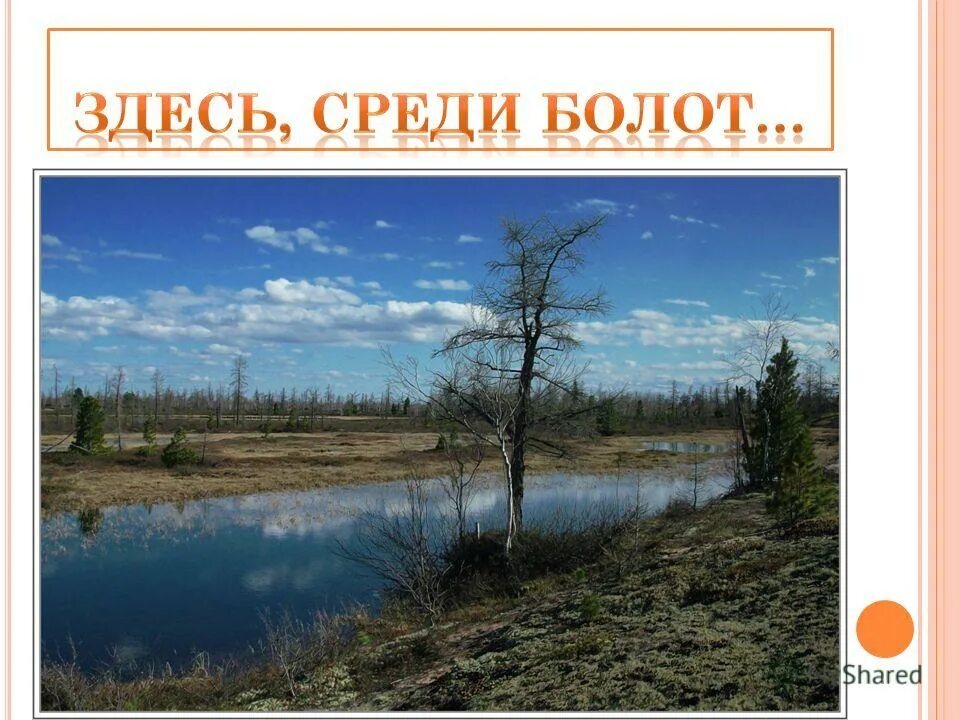 здесь среди болот и глухих лесов. здесь среди болот поросших богатой растительностью и глухих лесов. здесь среди болот и глухих лесов. болотные деревья. текст здесь среди болот поросших.