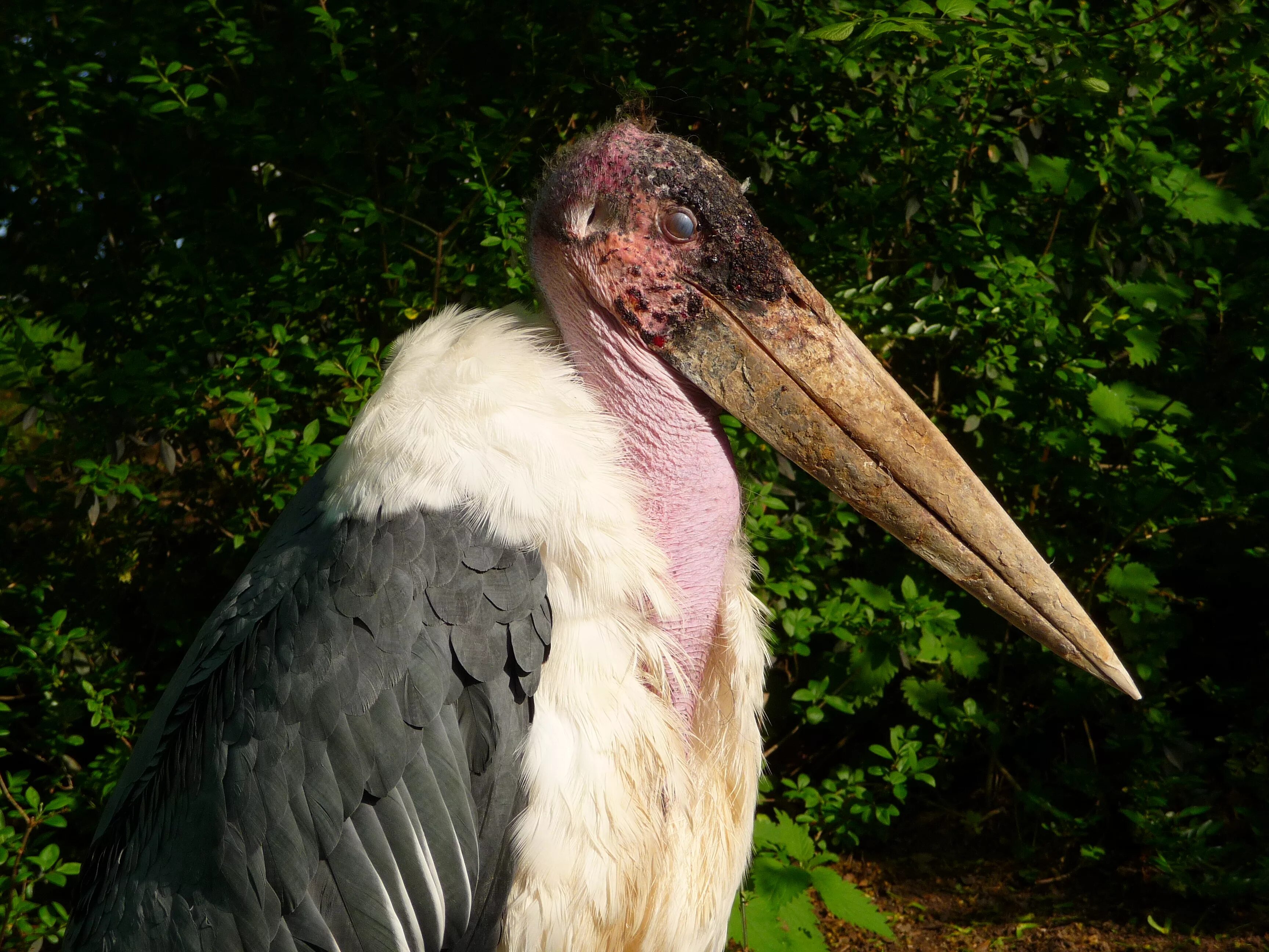 Айс марабу. Яванский Марабу. Аист Марабу. Аист Марабу страшная птица. Marabou Stork Nightmares.